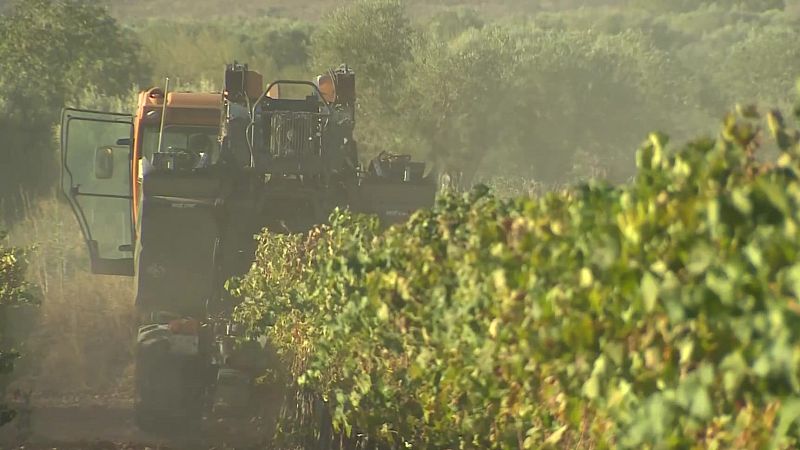 Máquina cosechadora naranja y oscura en plena vendimia entre hileras de vides verdes y rojizas. El suelo de tierra levanta polvo. Campo de Borja, Noticias Aragón.