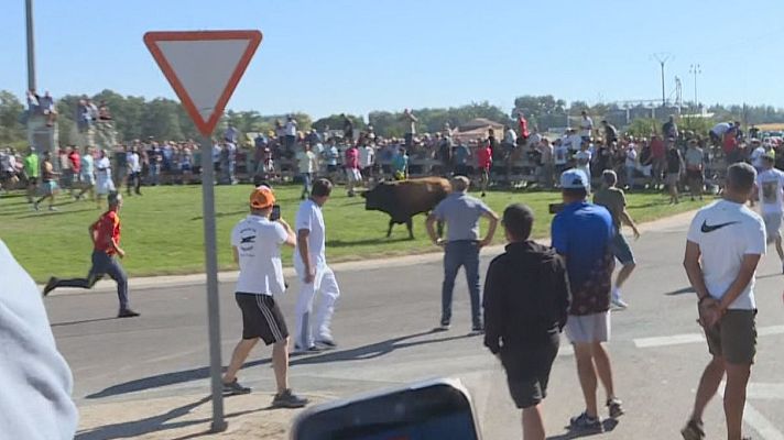 Noticias de Castilla y León - 'Campanito' protagoniza un Toro de la Vega rápido y sin incidentes