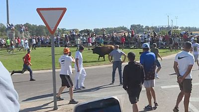 Toro de la Vega