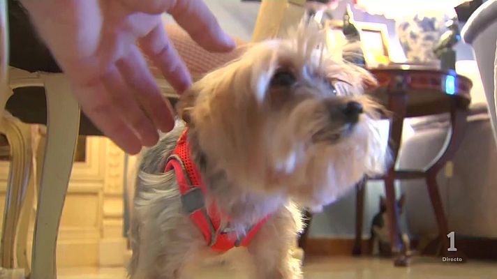 Noticias Andalucía - Tras dos años secuestra la perrita Lola se reencuentra con dueña