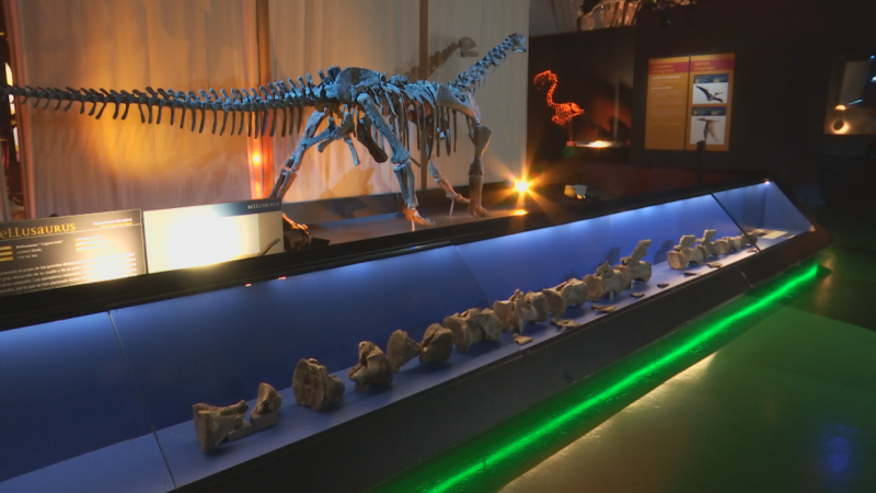 Exposición de un esqueleto de Diplodocus Turolense y vértebras fósiles de su cola en una vitrina iluminada, con paneles informativos y otras exhibiciones en un museo.