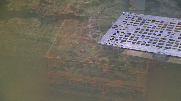 TeleCantabria - Una cetaria en Comillas reconvertida en una bodega submarina