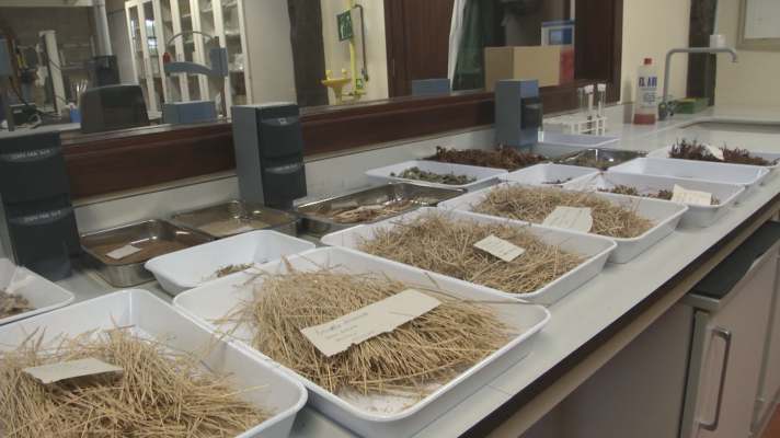 Telenorte - País Vasco - El banco de germoplasma de Vitoria-Gasteiz, la caja fuerte de nuestra flora silvestre