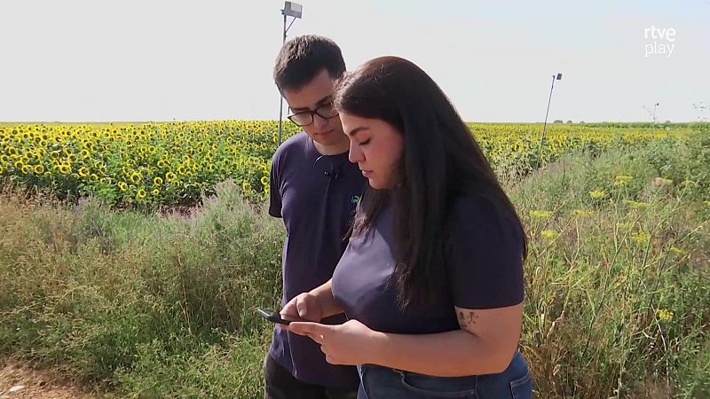 Jóvenes observan un smartphone en un campo de girasoles. El hombre lleva gafas y camiseta azul, la mujer vaqueros y tiene un tatuaje.