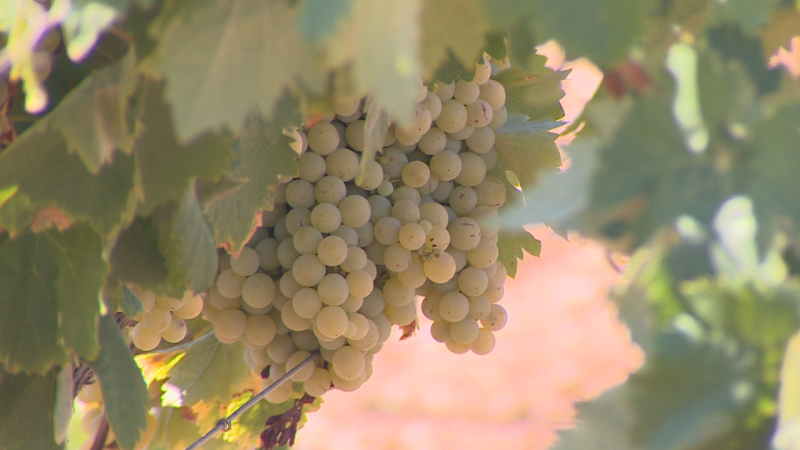 Racimos de uvas verdes claras y turgentes, rodeadas de hojas de parra, en un viñedo. Fondo cálido y desenfocado.