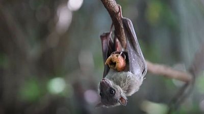 Una plaga de murciélagos amenaza las instalaciones de un centro de salud