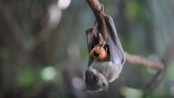 Directo al grano - Una plaga de murciélagos amenaza las instalaciones de un centro de salud