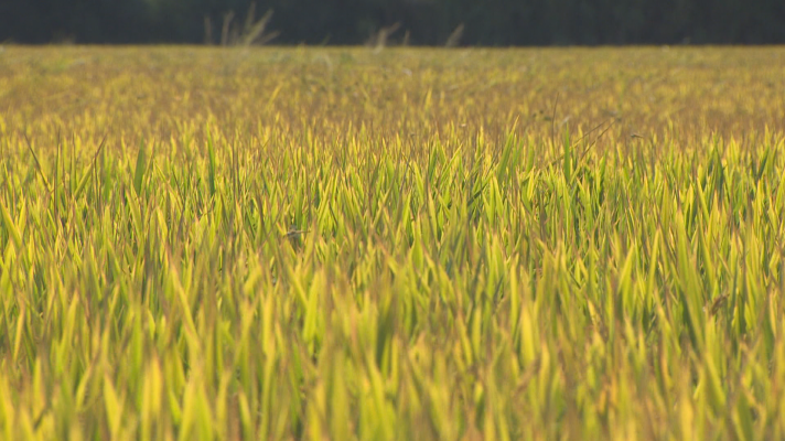 Noticias de Extremadura - Campaña de recogida de arroz en Extremadura