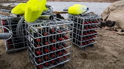 Vino bajo el agua: la maduración submarina acelera la crianza