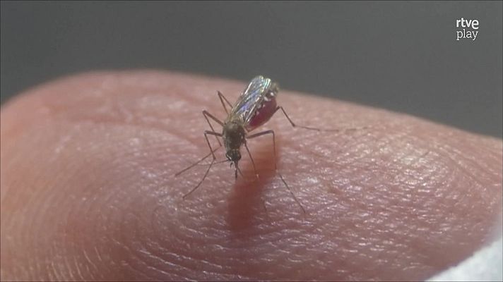 Objetivo Planeta - Los mosquitos y nuestra salud