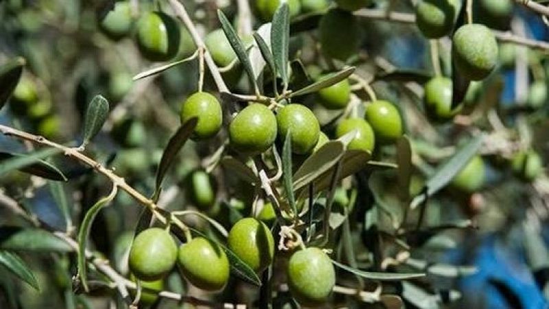 Primer plano de ramas de olivo con abundantes aceitunas verdes y hojas. Fondo desenfocado.