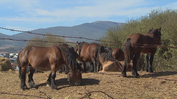 TeleCantabria - La tradicional feria ganadera de San Mateo acoge 3000 ejemplares de 150 corrales