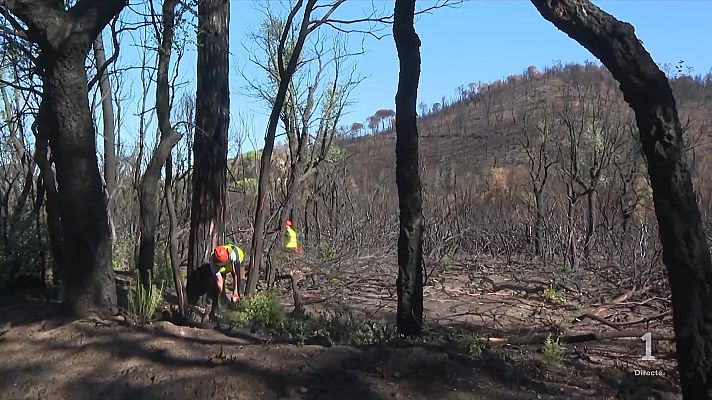 L'Informatiu - La recuperació de Les Gavarres comença amb la tala d’arbres cremats