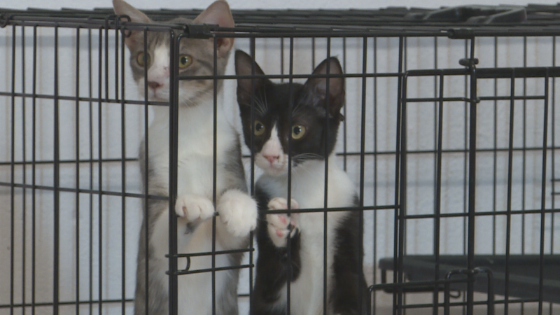 Dos gatitos, uno atigrado y otro blanco y negro, observan desde una jaula de alambre negro, apoyando sus patas delanteras en los barrotes.