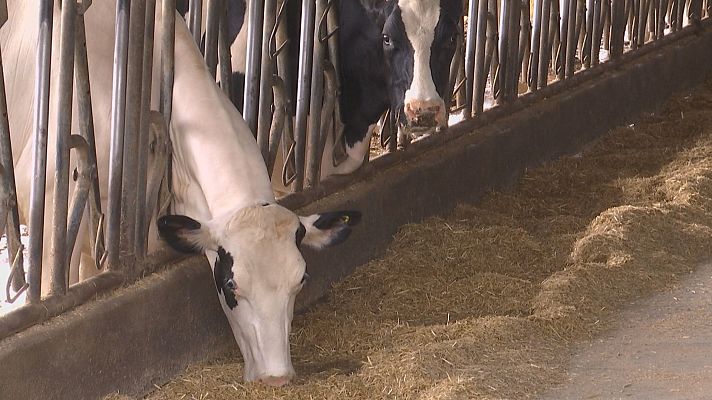 Telexornal - Galicia - Compra colectiva de forraxes para as vacas coa axuda da IA