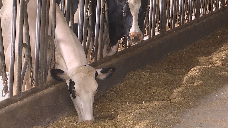 Compra colectiva de forraxe para as granxas lácteas de Galicia