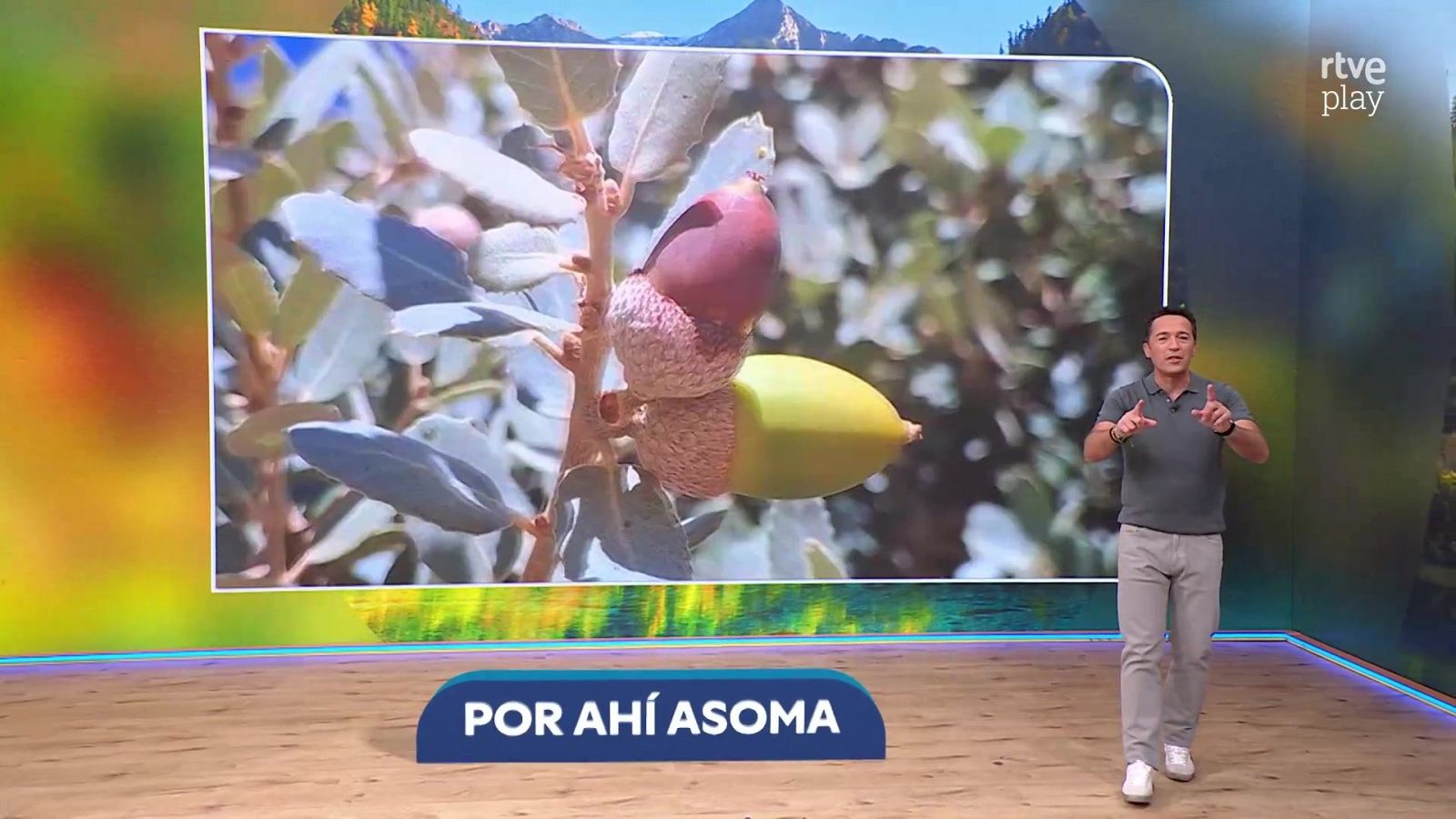 Jacob Petrus en plató con pantalla de bellotas y texto "POR AHÍ ASOMA".