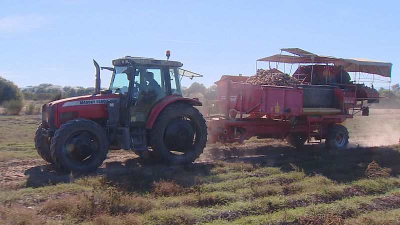 Baixa un 20 % a colleita de pataca galega pola seca e a calor