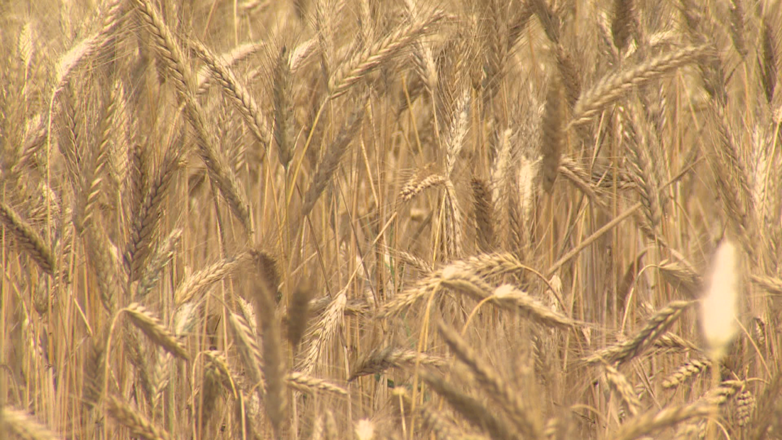Campo de cereal dorado y maduro, con espigas densas y listas para la cosecha. La luz natural resalta la textura y el color de los granos.