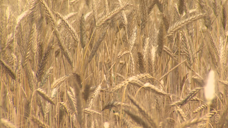 Campo de cereal dorado y maduro, con espigas densas y listas para la cosecha. La luz natural resalta la textura y el color de los granos.
