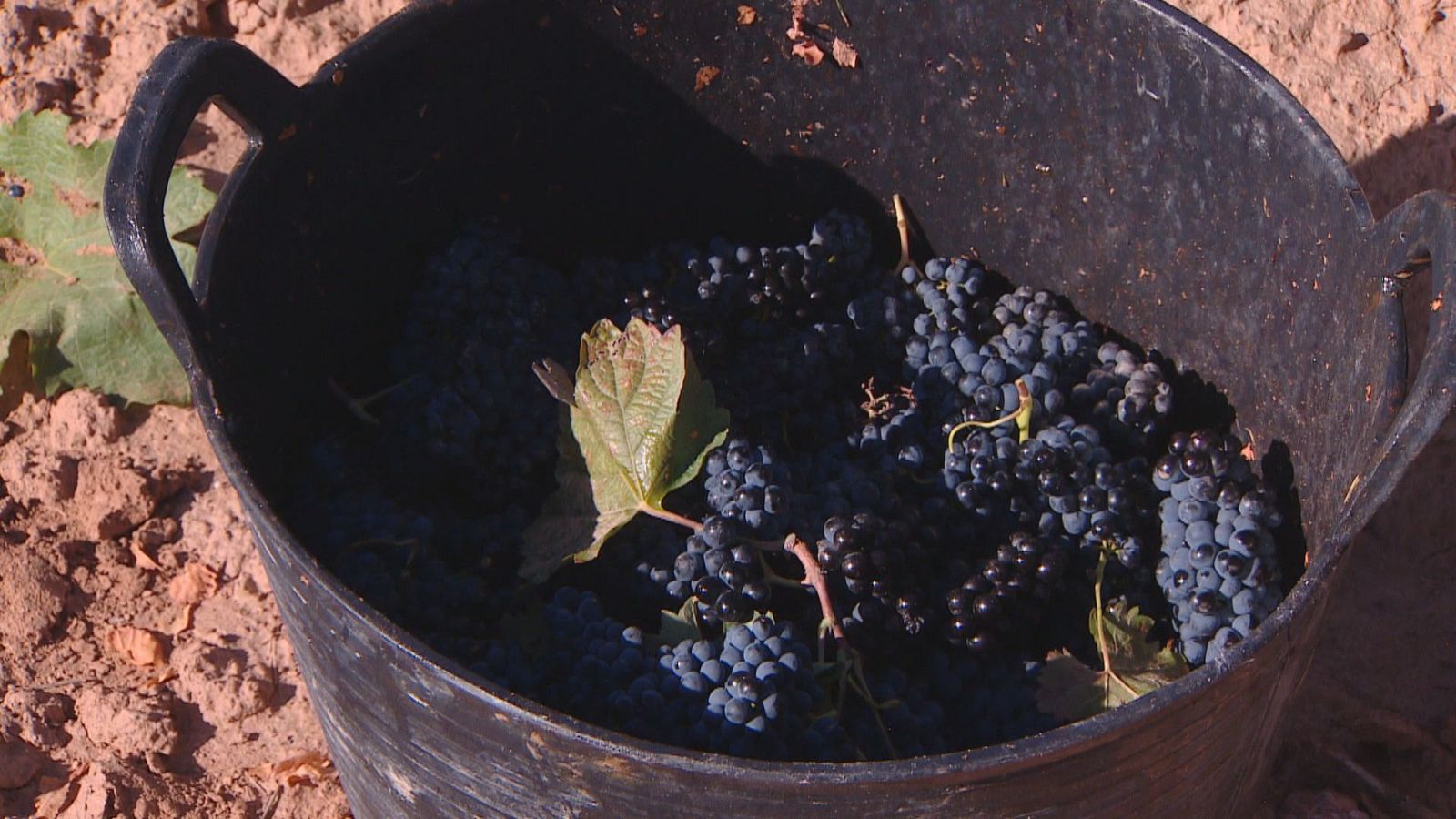 Recogida de la uva 2026 en La Rioja