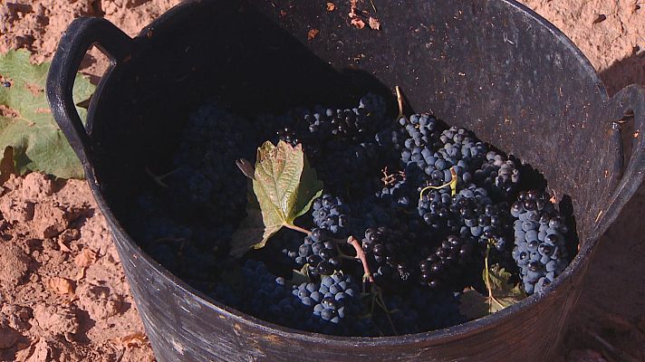  - Termina la vendimia en La Rioja