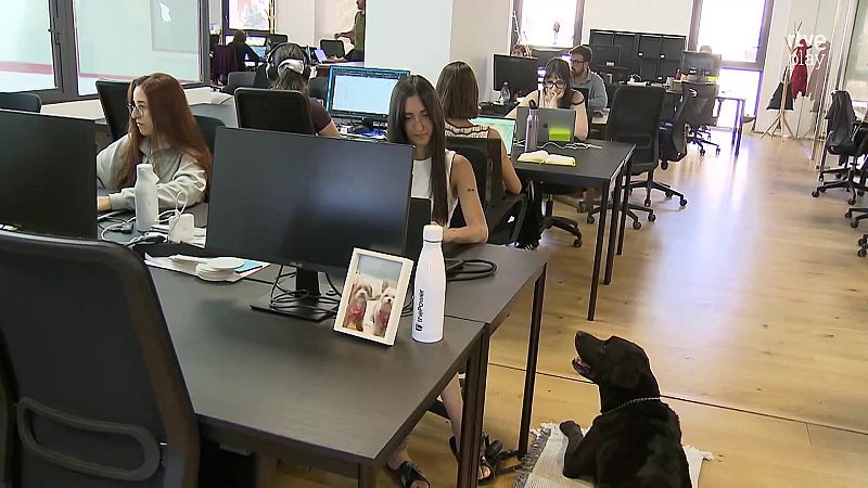 Oficina luminosa con empleados trabajando y un perro negro descansando. Se observa el logo de "rtve play" al fondo. Ambiente pet-friendly.