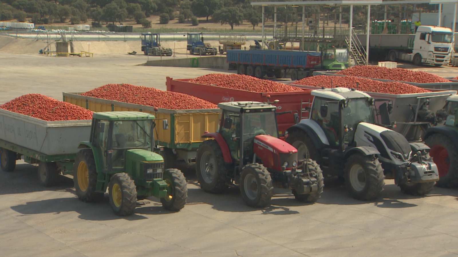 Tractores John Deere verde y amarillo, Massey Ferguson rojo y blanco, y uno moderno blanco y gris, transportan remolques repletos de tomates rojos en una instalación agrícola.