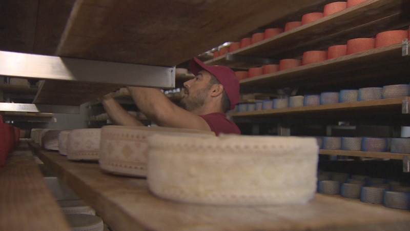 Operario volteando quesos en estanterías de madera dentro de una bodega de maduración artesanal.