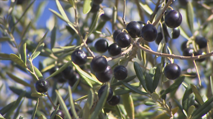 Noticias de Extremadura - UPA UCE denuncia que la aceituna de mesa se vende por debajo de costes