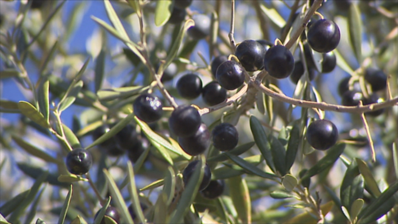Primer plano de una rama de olivo con aceitunas negras y maduras brillando bajo el sol, con hojas verdes y un fondo de cielo azul difuminado.