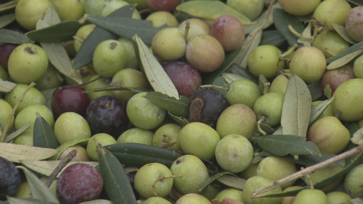 Noticias de Extremadura - La Unión alerta de bajos costes de la aceituna