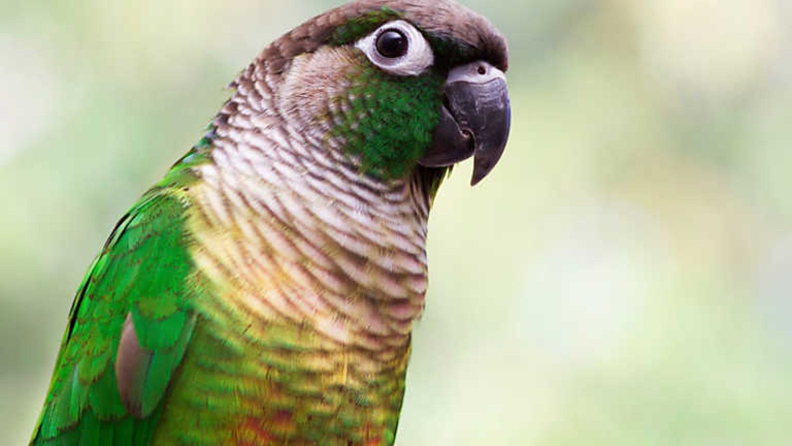 Grandes documentales - El templo del Fénix - ver ahora