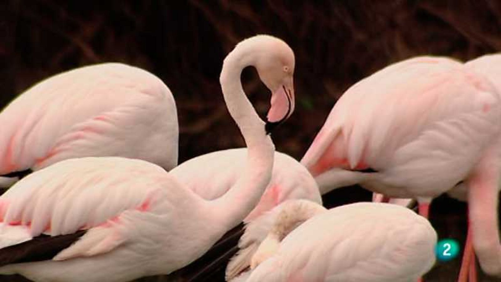 Biodiario - 18/03/13 - ver ahora