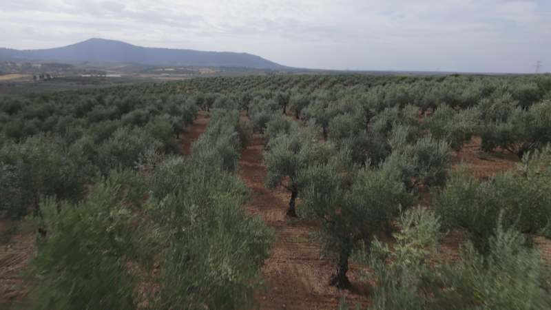 Vista elevada de un extenso olivar con hileras de árboles sobre tierra rojiza y montañas al fondo bajo un cielo nublado.