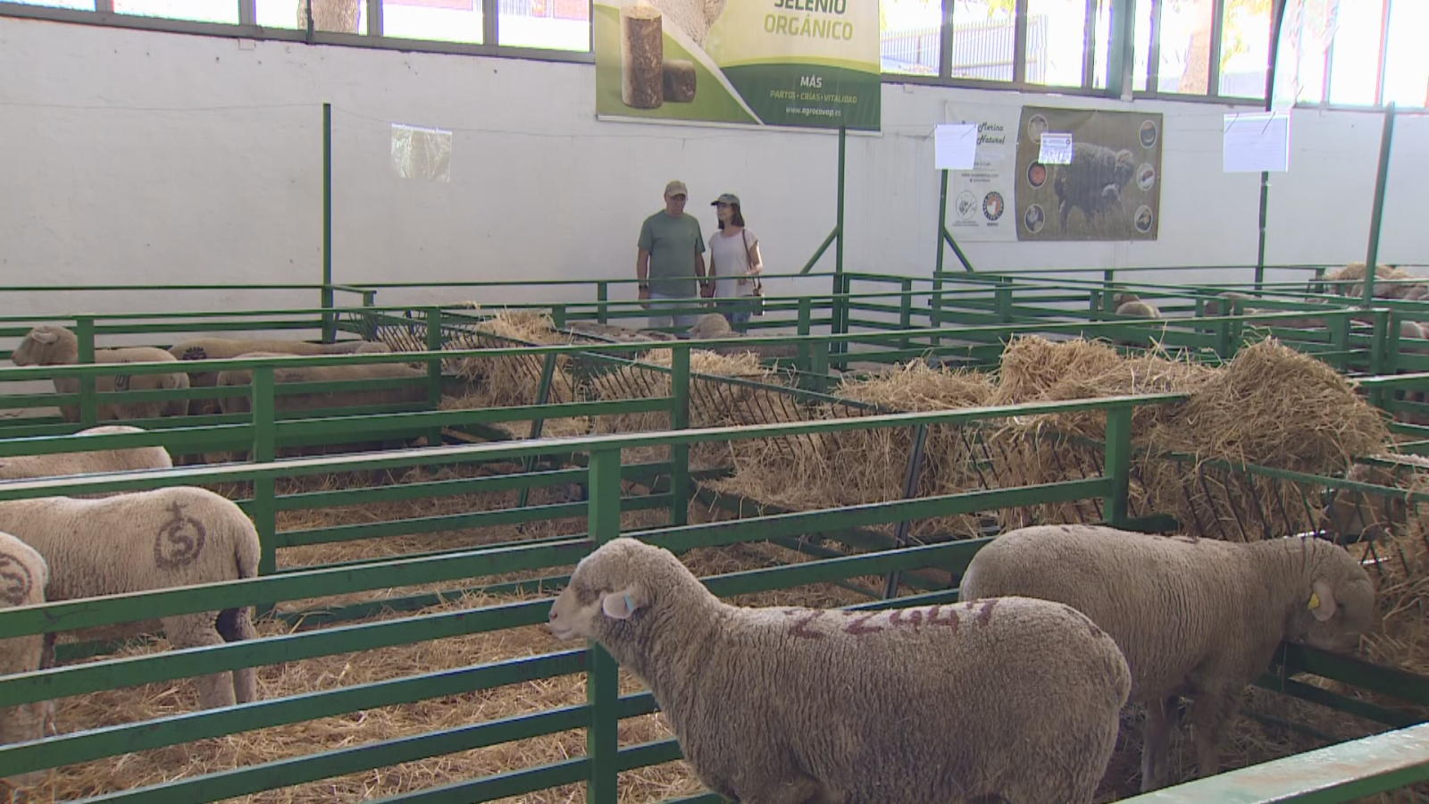 Visitantes observan ovejas marcadas en corrales con paja durante la Feria de Zafra, bajo un cartel publicitario de "SELENIO ORGÁNICO".