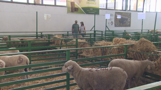 Comienza la Feria de Zafra 2026