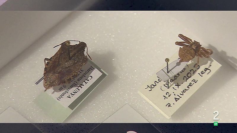 Insectos al detalle