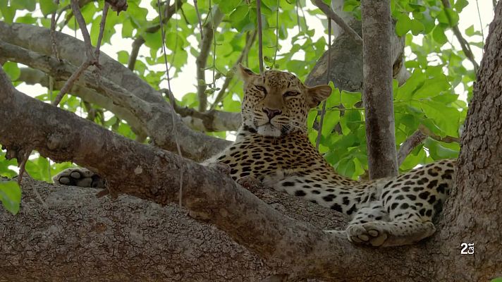 Som Documentals - Els caçadors d'Àfrica: La lleopard que va canviar d'actitud