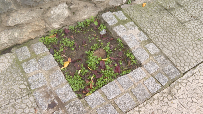 TeleCantabria - Más de 1000 alcorques en Cantabria han sido identificados como deficientes