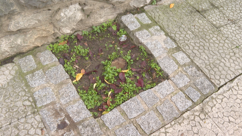 Plano picado de un alcorque cuadrado con un tocón de árbol cortado, tierra, brotes verdes y hojas secas junto a un muro de piedra.
