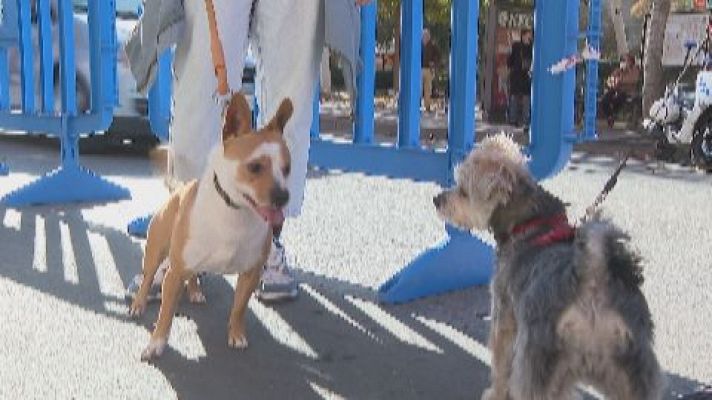 Telenavarra - Aumentan en Navarra las estafas en la compra on line de mascotas