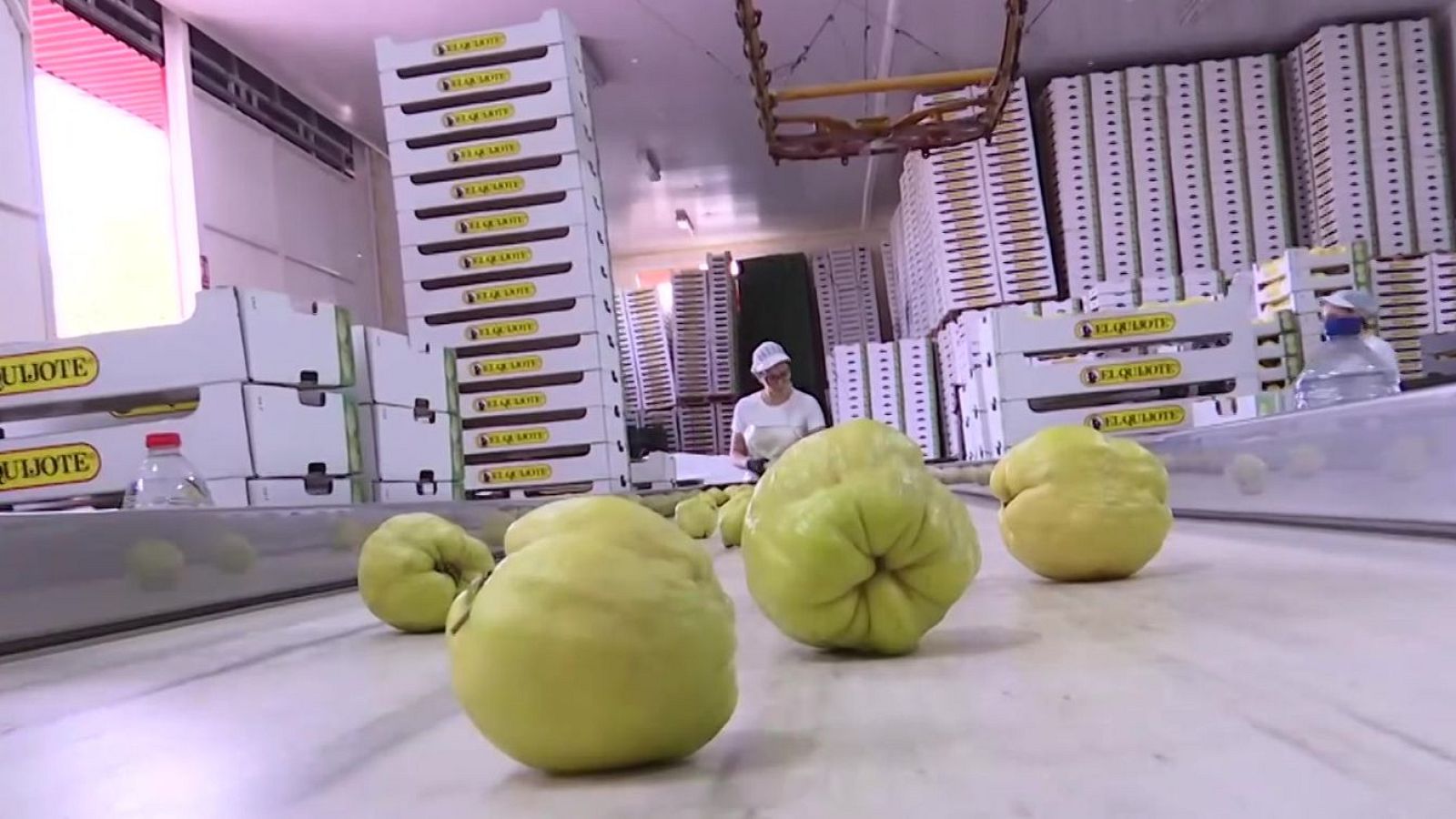 Varios membrillos frescos avanzan por una cinta transportadora blanca en una planta de envasado con pilas de cajas de plástico al fondo.