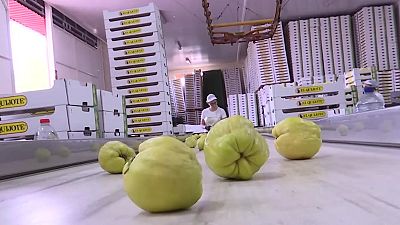 La cosecha del membrillo alcanza su ecuador en el campo cordobés