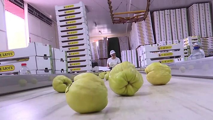 Noticias Andalucía - La cosecha del membrillo alcanza su ecuador en el campo cordobés