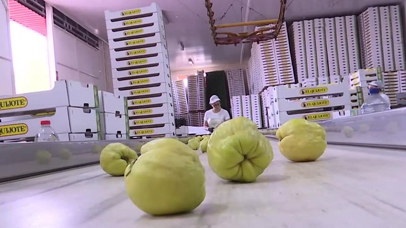 Varios membrillos frescos avanzan por una cinta transportadora blanca en una planta de envasado con pilas de cajas de plástico al fondo.
