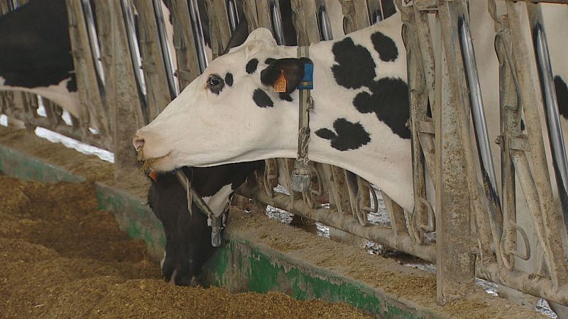 Vaca frisona con crotal e colar electrónico comendo forraxes nunha moderna granxa tecnolóxica.