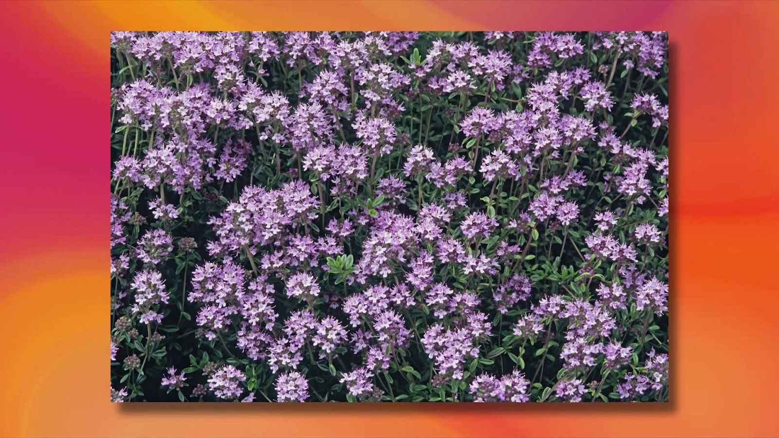 Captura del programa Saber y Ganar que muestra un primer plano de una planta de tomillo en flor con densas inflorescencias lilas sobre un fondo degradado cálido.