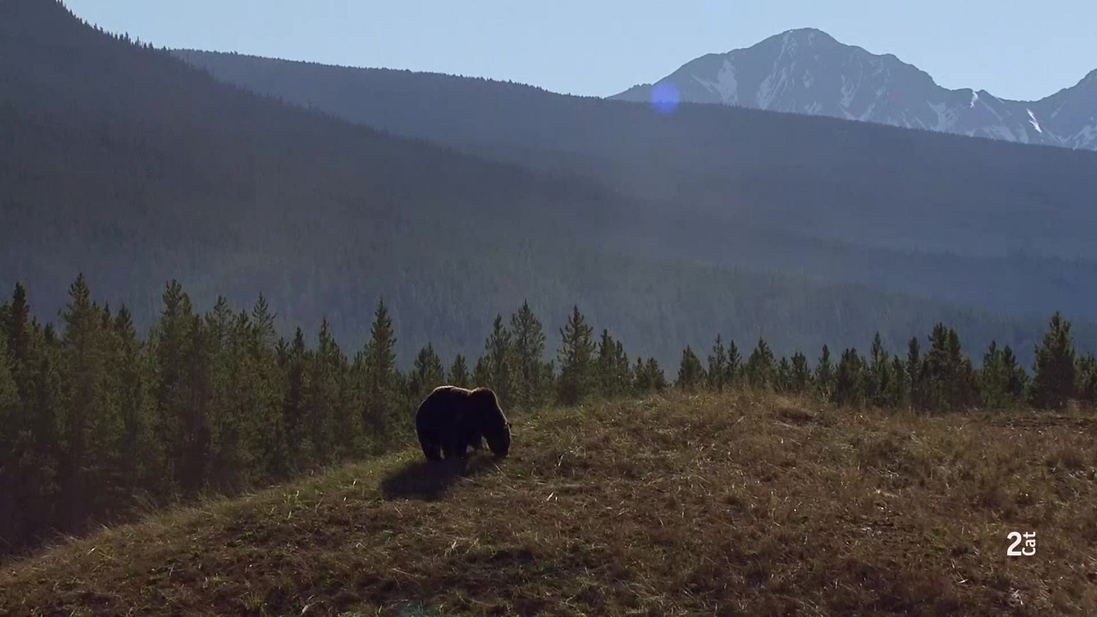 Un os a un paisatge del Canadà