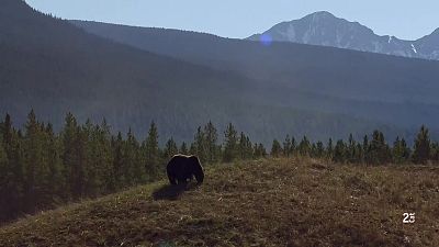 Un any de natura al Canadà. N.1: Primavera